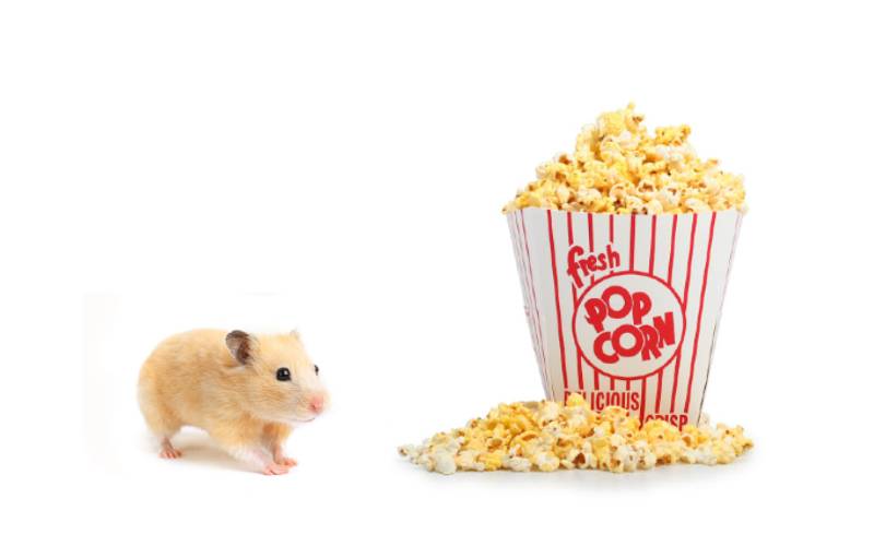 Can Hamsters eat Popcorn
