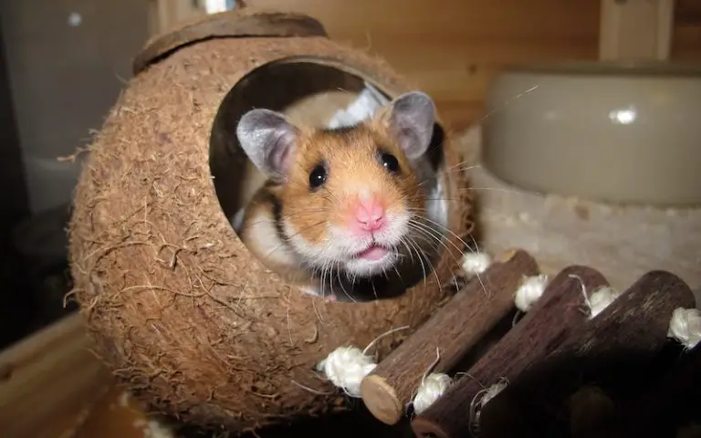 hamsters that are not nocturnal