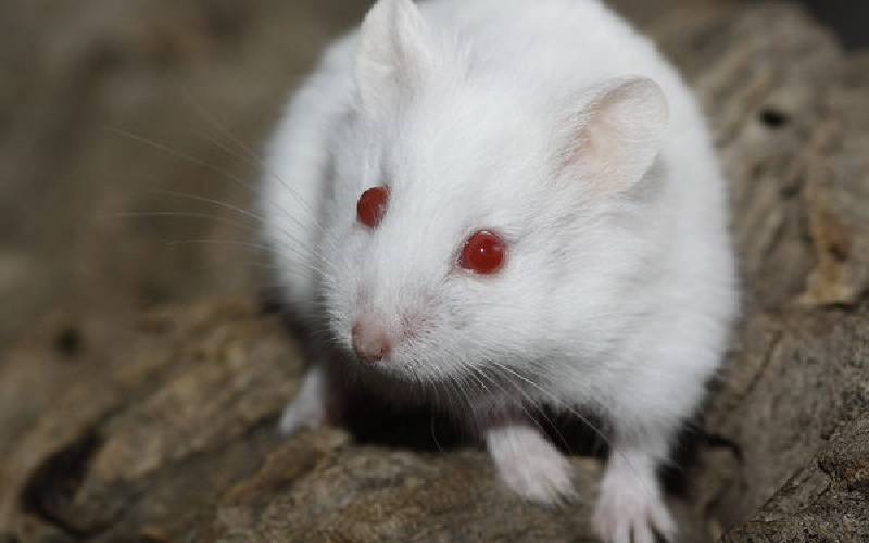 Albino Hamsters Are They Right for You