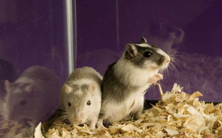 aspen-bedding-for-hamsters-hamster-happy