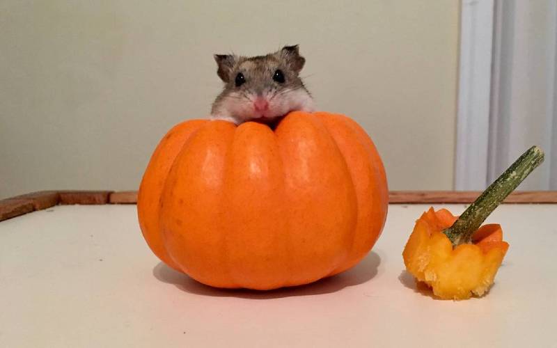 Can hamsters eat Pumpkin