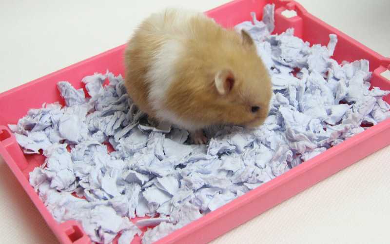 DIY Hamster Bedding