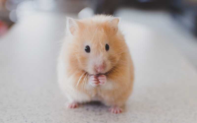 Hamster Body Language