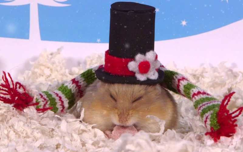 Hamster Christmas Presents
