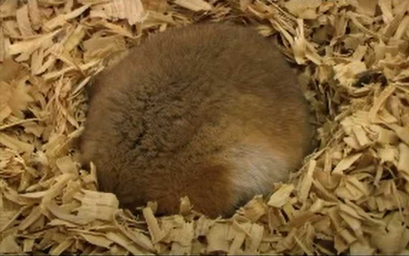 Hamster Hibernation