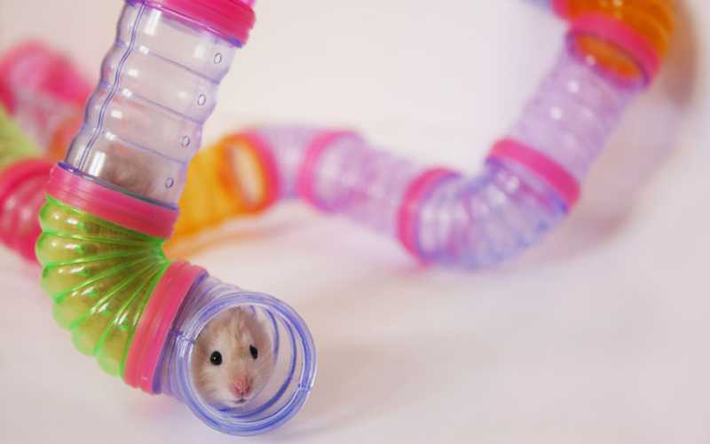 Hamster Tubes