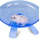 How Much Exercise Does A Hamster Need