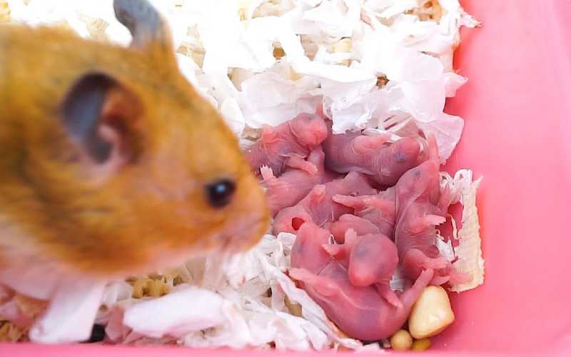 Newborn Hamsters