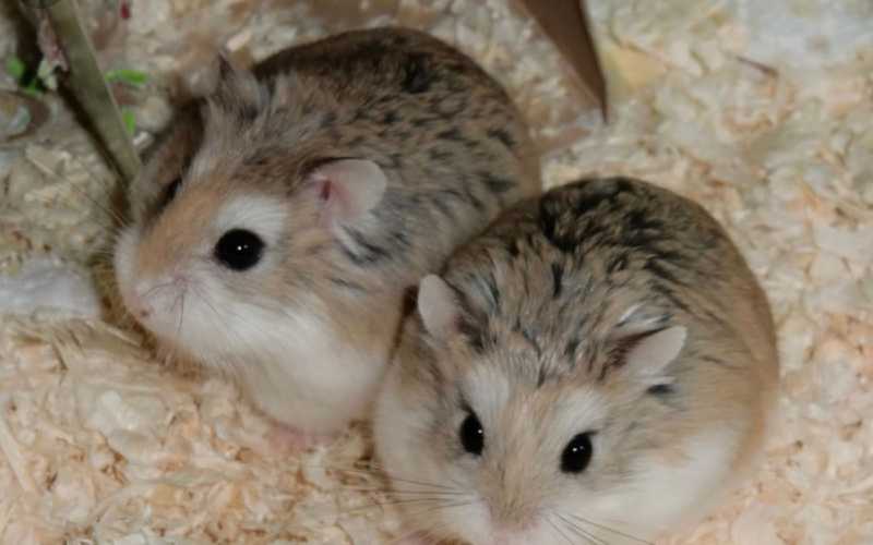 Roborovski Hamster