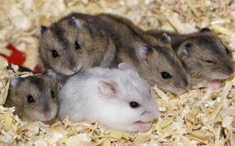 Siberian Hamsters