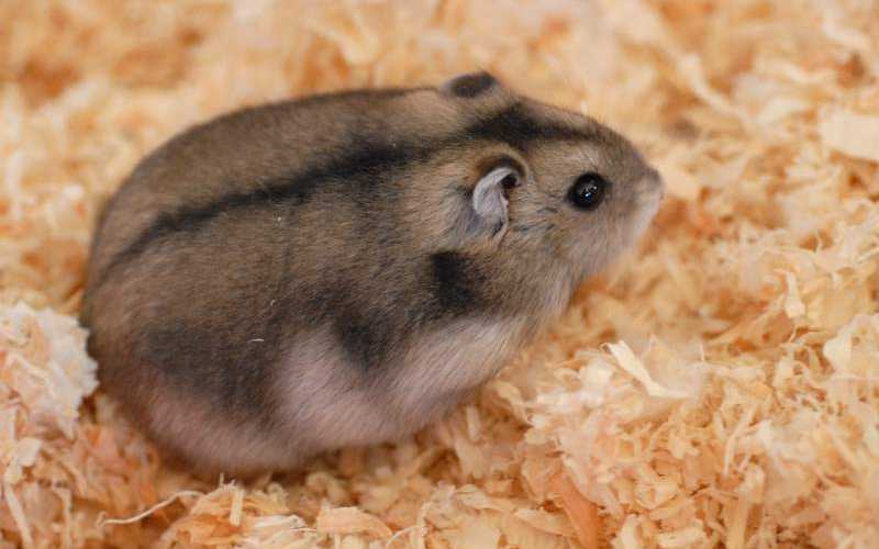 White Winter Hamster