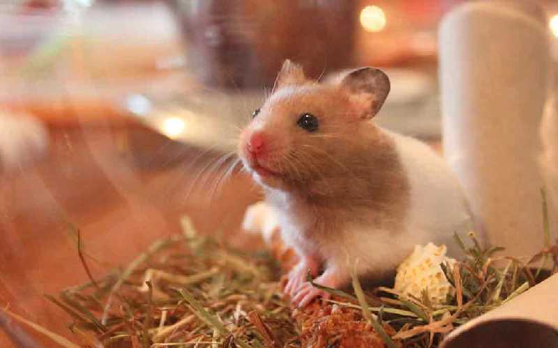 Can Hamsters Live Alone