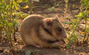 Long Haired Syrian Hamsters. Long Haired Syrian Hamsters are known…, by  Amy Trumpeter