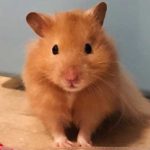 Syrian Hamsters