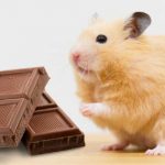Can Hamsters Eat Chocolate