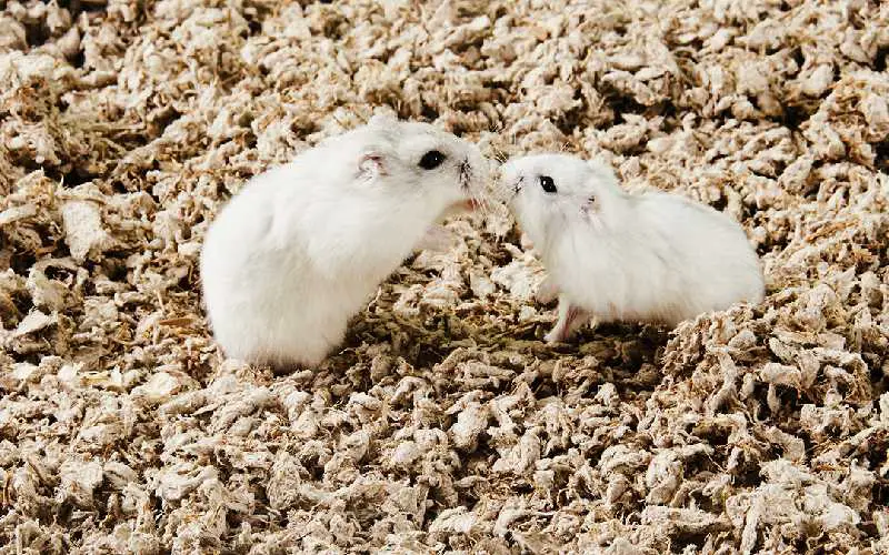 Dwarf Hamster breeding