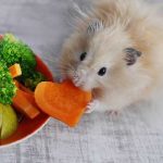 Fresh Food for Hamsters