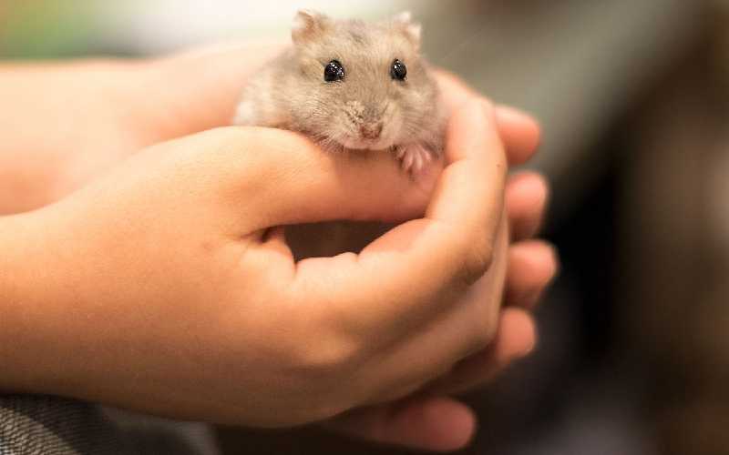Hamster as a Pet