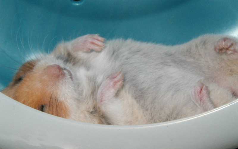 Do Dwarf hamsters hibernate