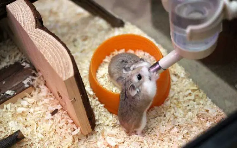 Do hamsters need water