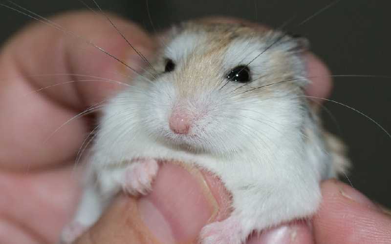 What is a Hamster Abscess