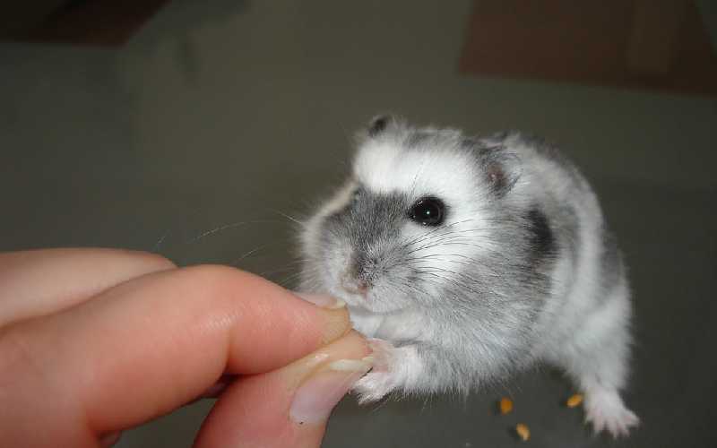Why does my hamster bite me