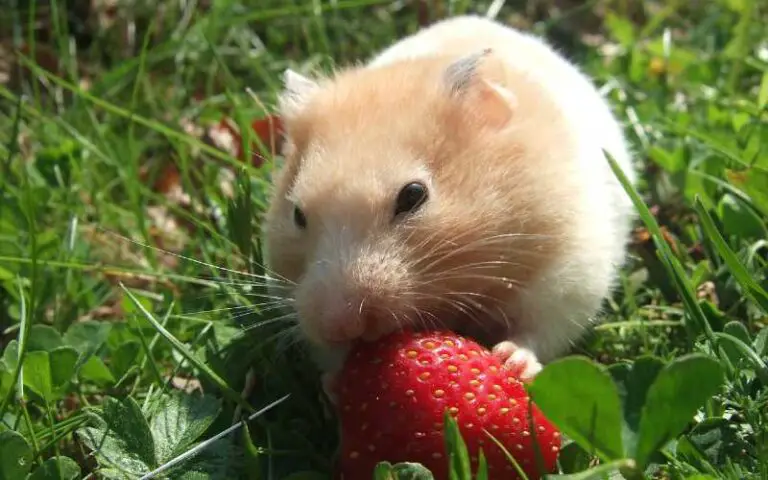 Can Dwarf Hamsters eat Strawberries